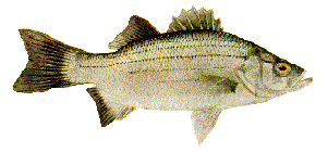 Mwhitebass